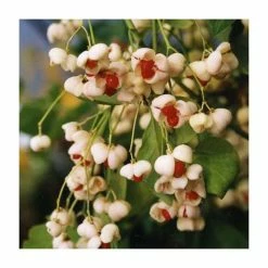 Euonymus hamiltonianus 'Koi Boy' | Spindle Tree | 12L Pot | 150-180cm | By Frank P Matthews