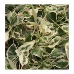 Cornus alternifolia 'Argentea' | 7L Pot | 90-120cm | By Frank P Matthews